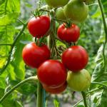Potagères - Tomate Matina - BIO - face recto